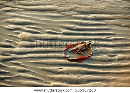 Brown leaf on the white sandy tropical beach, Koh Chang, Thailand