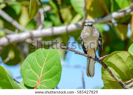 Northern mockingbird or mimus polyglottos