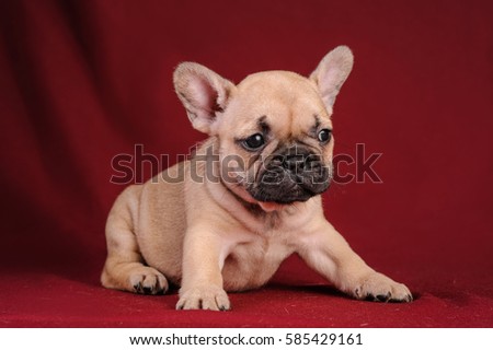 puppy French bulldog on a red background