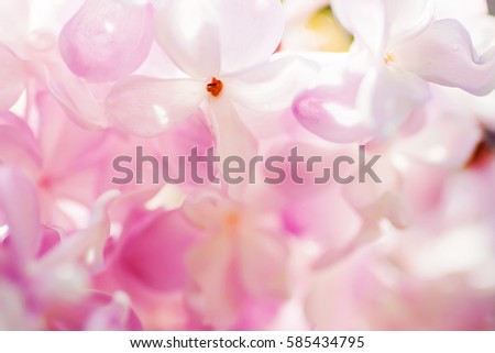 closeup pink  flower. floral  spring background. picture with soft focus