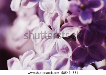 closeup spring  flower. floral  natural  background. vintage picture with soft focus