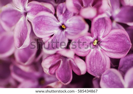 closeup purple  flower. floral  spring background. picture with soft focus