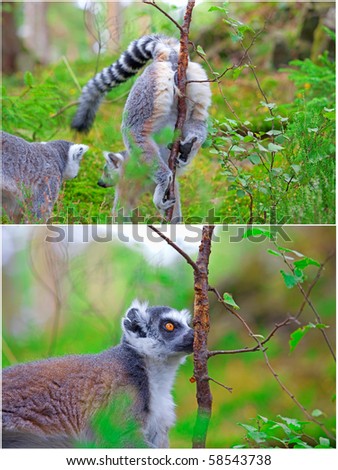 Two pictures of lemurs. A female marking her territory on the first one, and a male finding her scent on the other
