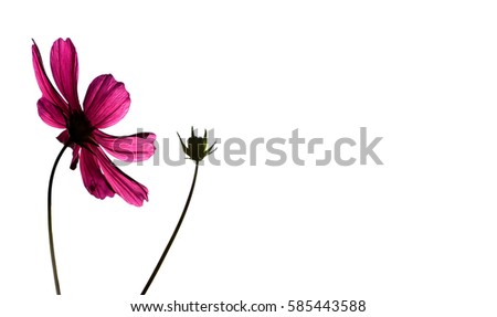 Close up  cosmos isolated on white background white copy space for text,sweet colorful flowers background.(soft focus)