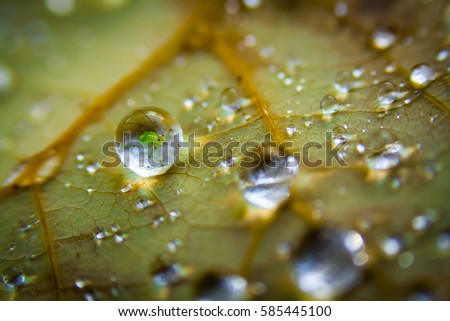 aphid stuck in a water droplet Royalty-Free Stock Photo #585445100