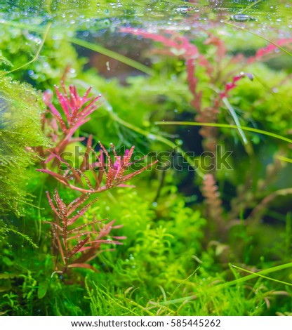 close up image of aquarium tank with a variety of aquatic plants inside.