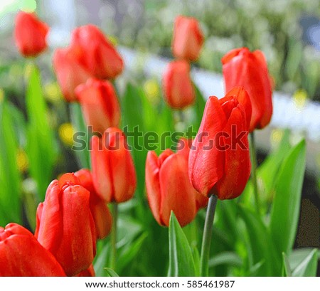 tulip 