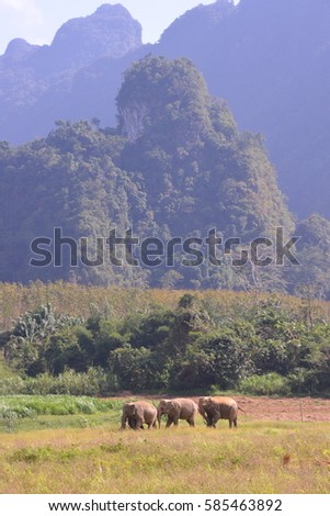 Asia Elephant eating grass in the farm Elephant Hill Surathani  south of  Thailand
