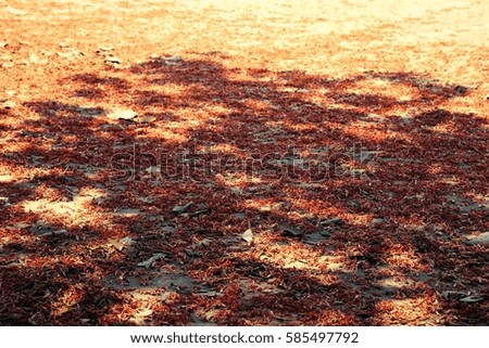 shadow leaves background