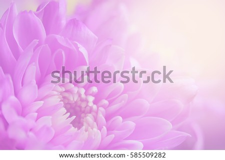 Soft blurred focus of Chrysanthemum flowers for background.