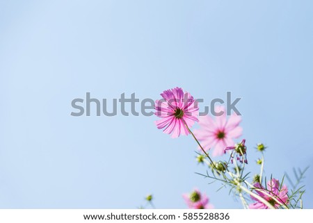 Nature Cosmos flower against blue sky background 