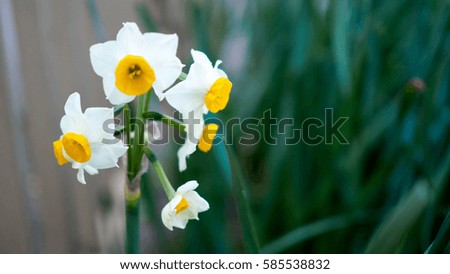 flower blossom yellow White