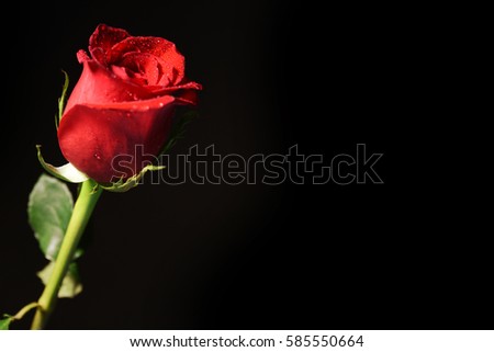 Wedding background. Red roses. Valentines Day. 