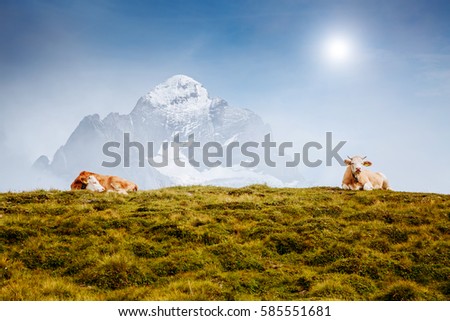 Cows relax on alpine hills in sun beams. Picturesque and gorgeous day scene. Location place Berner Oberland, Grindelwald, Switzerland. Artistic picture. Discover the world of beauty.