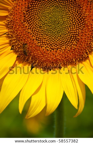 beautiful sunflower top view with bee