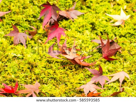 fall autumn leaves on moss background