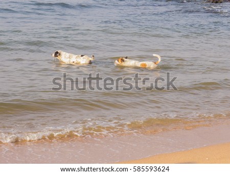 happy dog play and swim in surf wave on the beach