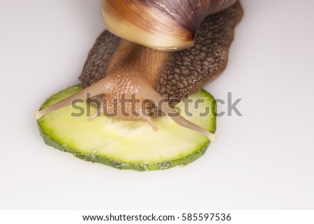 Achatina Achatina snail eating cucamber on white background, macro, close up