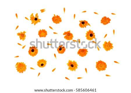 Flowers and petal Calendula (Calendula officinalis, pot marigold, ruddles, garden marigold, English marigold) on a white background. Top view, flat lay. Medicinal herb.