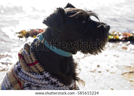 dog with sweater on the beach
