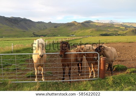 Set of horses in nature