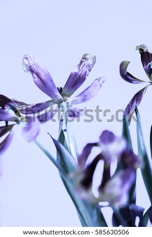 Beautiful open tulips bouquet against white background - spring is in the air - beautiful duotone picture 