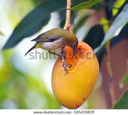 A Japanese White Eye bird scooping out and eating a ripe mango in Maui, Hawaii