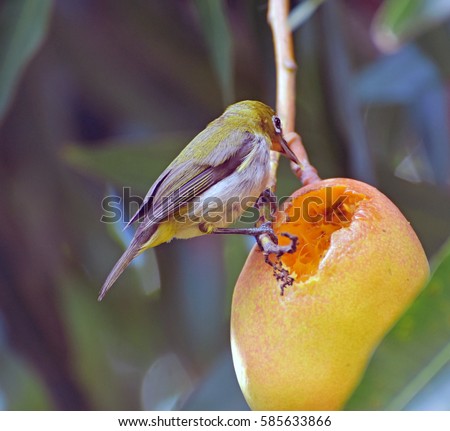 A Japanese White Eye bird scooping out and eating a ripe mango in Maui, Hawaii