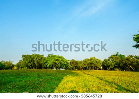landscape of grass field and green environment public park use as natural background,backdrop . The picture has half shadow and half light,Spring and summer concept.