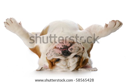 english bulldog laying upside down on his back with reflection on white background Royalty-Free Stock Photo #58565428