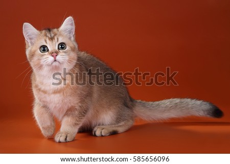 Beautiful young British cat on an orange background