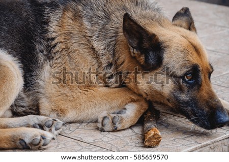 The German Shepherd Dog is bored and waiting for the host