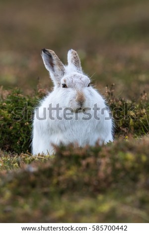 Close up of Mountain Hare (Lepus timidus) in winter white coat in heather