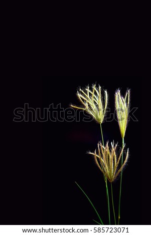 Flower of Swallen Finger grass in black background