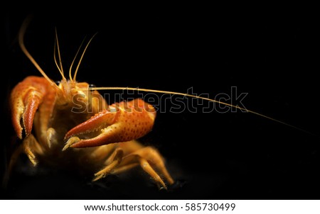 Orange crayfish focus on nipper.