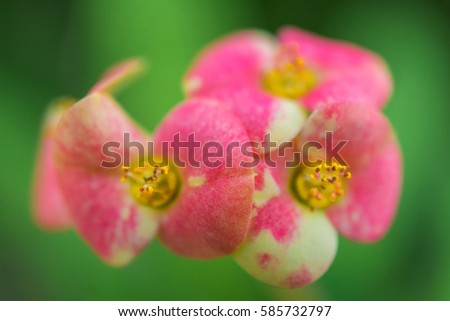macro detail of a tropical cactus with little colorful flowers in a greenhouse (euphorbia milii variegata bosseri)