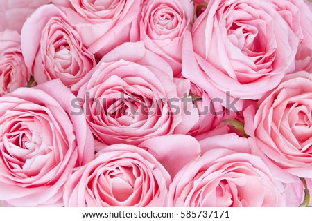 Pink roses closeup