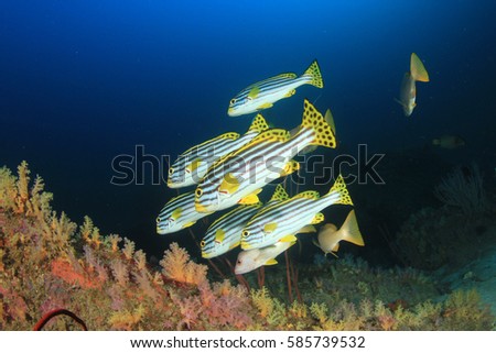Coral reef fish underwater in ocean