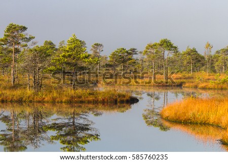 bog lake in autumn
