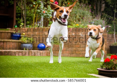 pair of Beagles having fun running around the garden