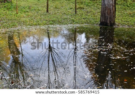 Small puddle with trees silhouettes reflected on the water surface