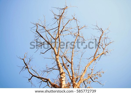 Abstract,Dead leaves shot ideal for backgrounds and textures,dark style.Under a tree, looking up to the sky