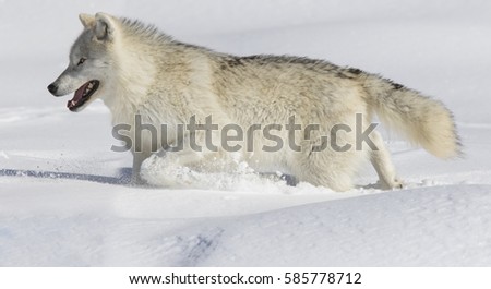 Arctic wolf running in winter