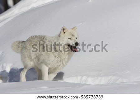 Arctic wolf running in winter