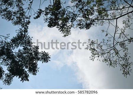 Silhouette tree cloud sky
