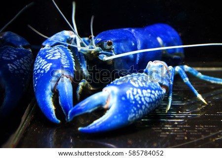 blue "cherax destructor" crayfish  (soft focus)