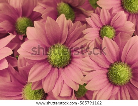 Flowers Daisies pink. close-up. floral collage. Spring   composition. Nature.  