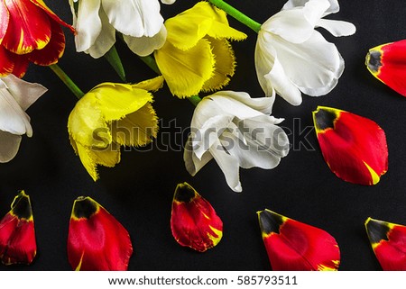Very beautiful, lively, fragrant, bright tulips on a dark background. Closeup, top view