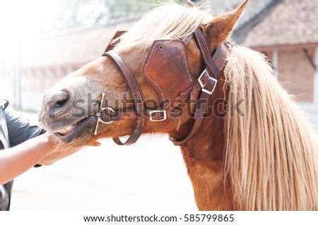 Beautiful brown horse,domesticated animal used by humans as transportation. Summer day