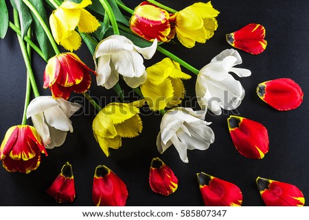 Tulips and large, bright petals against the dark background. Closeup